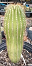 Neobuxbaumia polylopha Fantastic Mexican Saguaro Cactus 14-16 inches Tall