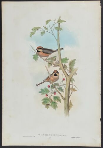 Afghan Tit - John Gould lithograph with hand-colored - Imagen 1 de 2