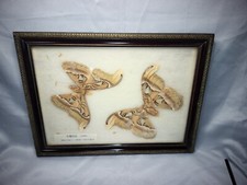Vintage Framed Two Atlas Moths  Atticus Atlas From Japan