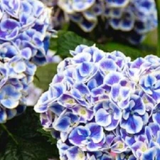 5 Mars Hydrangea Seeds Perennial Hardy Garden Shrub Bloom Flower Seed 67