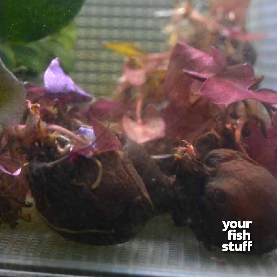 Tigre Loto Rojo (Nymphaea zenkeri) Plantas vivas de acuario en maceta Foto 4 de 4