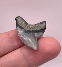 Large Rooted 1.25” Lowcountry Fossil Tiger Shark Tooth