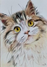 ACEO cat watercolor pencil by the author original 3,5