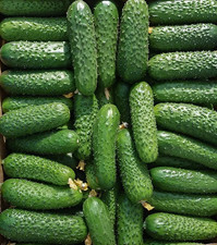 100 Seeds Cucumber Amour F1     Bejo Zaden Netherlands gherkin             