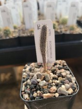 Echinocereus (Wilcoxia) tamaulipensis (SB 869) (cactus - succulent - plant)