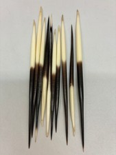 6pc Thick Africa Porcupine Quills 4 Inch  6 Inch 
