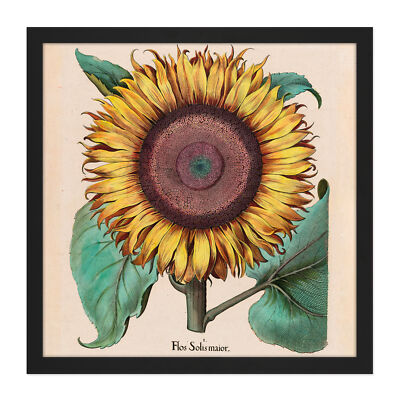 Large Sunflower Flos Solis Maior Square Framed Wall Art 16X16 In