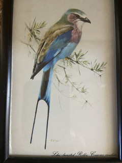 Vintage Bird Painting By R.Ena Framed Lilac Breasted Roller 6x4” Vgc