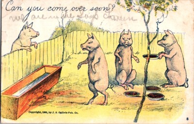  Postcard Anthropomorphic Pigs Eating & Asking ''Can you Come Over Soon?''   A-430