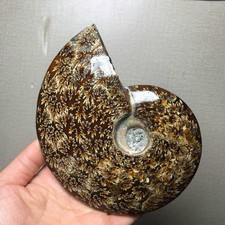 472g Natural ammonite fossil conch Crystal specimen Reiki healing decor