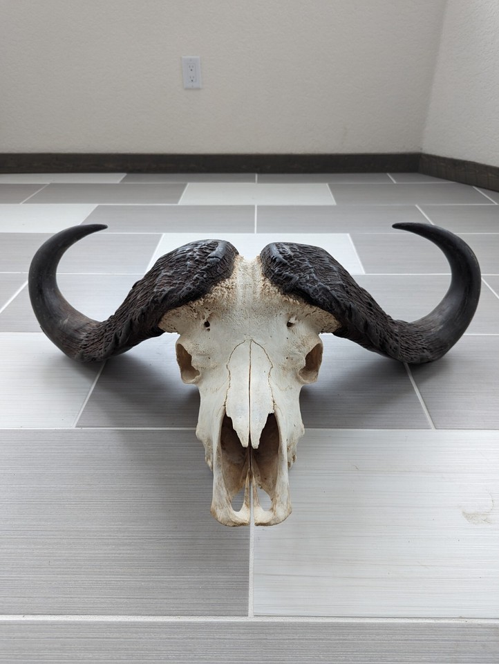 Cape Buffalo skull mount hard boss taxidermy hunting Africa eBay