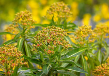 Euphorbia mellifera - 9cm pot - Free postage on orders of £15