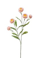 Artplants Kunst Zweig Strohblume Snavik, Rosa, 70Cm