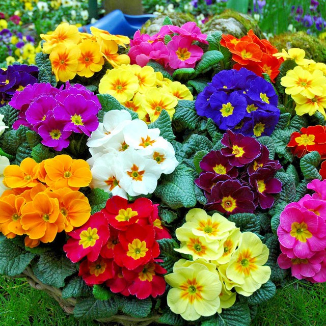 Primrose Polyanthus Supernova Mixed Large Garden Plants X5 for sale