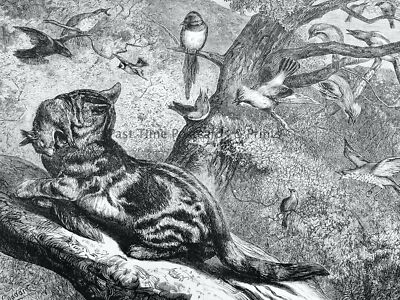 1871 Original Print WILDLIFE - CAT HUNTING SQUIRREL AND BIRDS