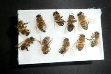 30 Fresh USA Bees FRESH 30 REAL Honeybee's DRYED SPECIMEN INSECT TAXIDERMY