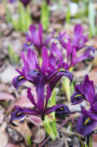 10x Iris Reticulata PAULINE Spring Flowering Bulbs Garden Dwarf Perennial Flower - Picture 5 of 8