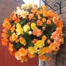 6 Trailing Begonia Ilumination Apricot Shades Hanging Basket Jumbo Plug Plants