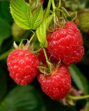 10 Caroline Raspberry Bush - Rubus idaeus - Starter Plug