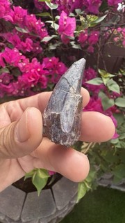 Large Robust Phytosaur Tooth Fang 2.04” Bull canyon NM
