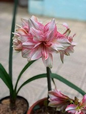 Pretty Imported Double Amaryllis Lily Light Pink Flower Bulb Pack Of 2 Bulb