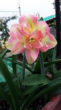 Image of Imported Amaryllis Lily Pink & Yellow Color Flower Bulbs For Gardening Pack Of 2
