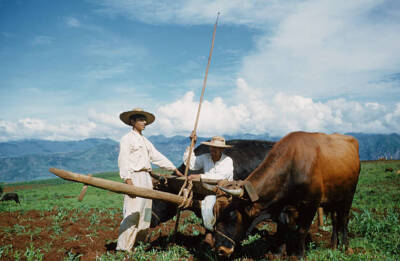 Two Mexican farmers pose fields their ox plow Mexico 1952 Old Photo 3