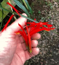 Pitcairnia cf pungens, ex-Perú, excellent beginners bromeliad, easy, floriferous