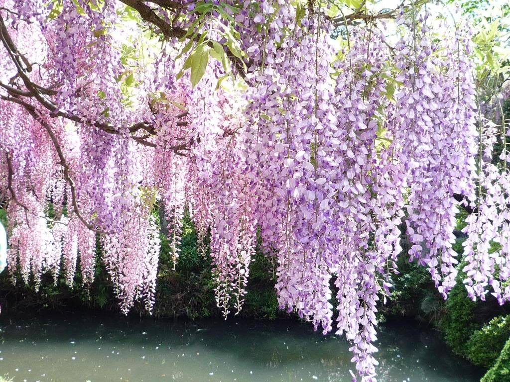 Wisteria Seeds Exotic Chinese Purple Blue Yellow White Garden Tree