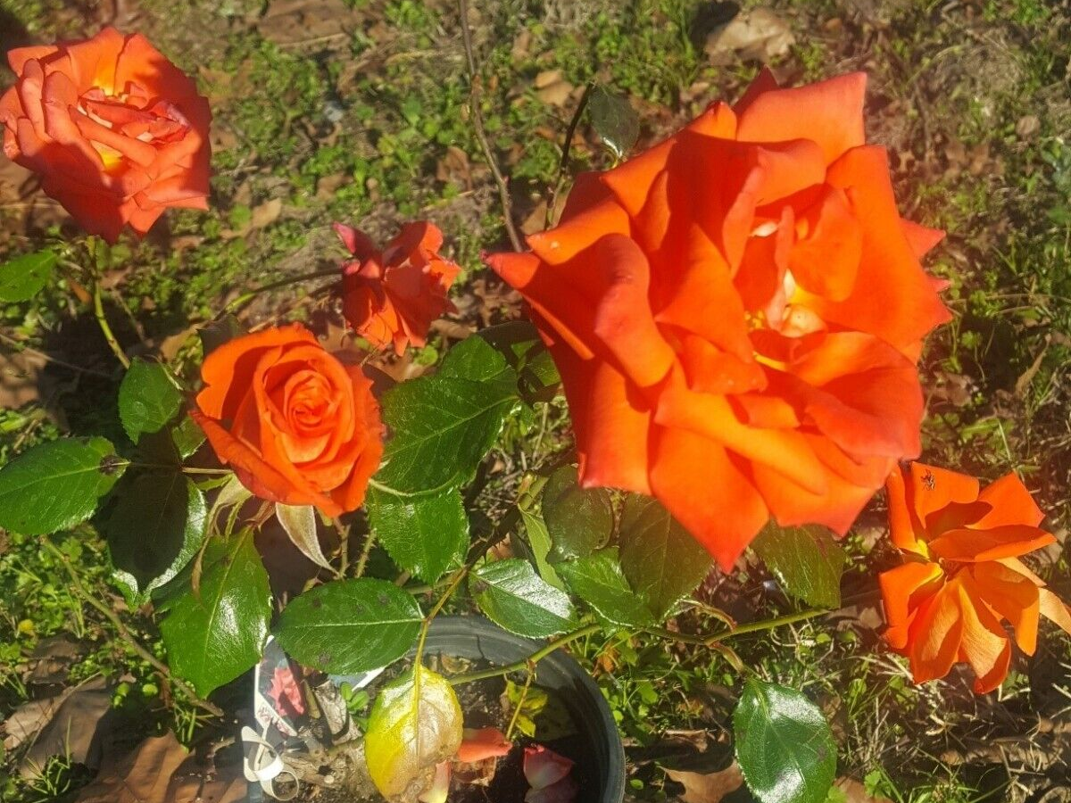 MARINA Everblooming Floribunda Salmon Orange Rose 5 Gal Bush