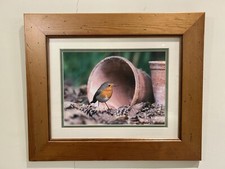 Framed photograph of a robin Distressed pine frame Landscape format