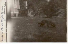 B-021 Black DOG "Night" on a point Real Photo RPPC