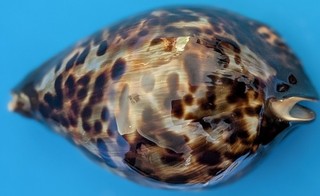SEASHELL ZOILA FRIENDII VERCOI F 92.1 MM