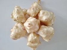 5 Lbs of Jerusalem Artichoke Sunchoke Sunroot -NON-GMO Organic Ship Fast!
