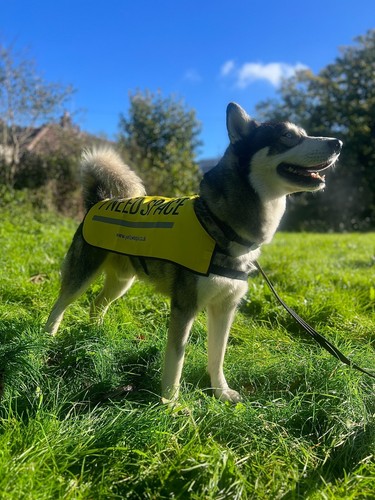 Chaleco para perro amarillo Reino Unido "necesito espacio" para perros nerviosos ansiosos que necesitan espacio - Imagen 52 de 53