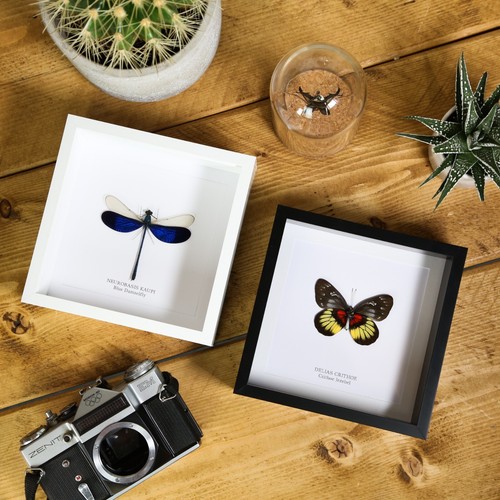 Royal Butterfly Trio Sammlungsrahmen / Entomologie / Wohnkultur / Queen Memorial - Bild 3 von 4