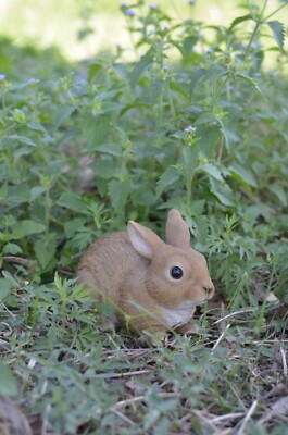 Sitting Rabbit Decor, Bunny Garden Statue, Home Table Decor, Easter Bunny Decor