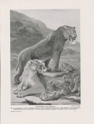 Säbelzahntiger Smilodon Männchen Weibchen Junge DRUCK von 1912 Saber-toothed cat