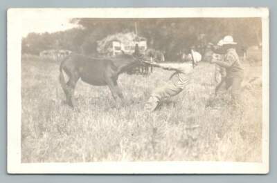 Farmer Struggling to Pull Bit Off Mule RPPC Interesting Antique