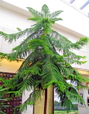 Norfolk Island Pine Seeds, (Araucaria heterophylla) Christmas Tree, Houseplant