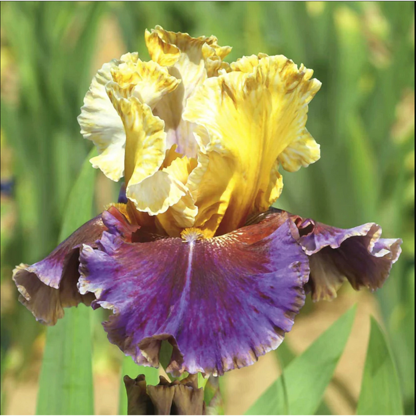 30pcs Mixed Color Rare Iris Flower Seeds - Perennial Beauteous Blooms