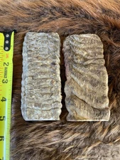 MERINO RAM HORN KNIFE HANDLE MATERIAL  Lg BLANK SCALES 5” x 2 1/8 x 3/8” (ME12)