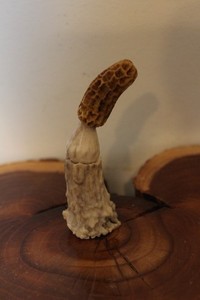 Custom Carved Morel Mushroom from a Whitetail Deer Antler Main Beam