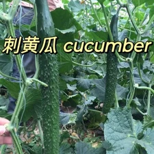 "Ship From US"  10 Chinese cucumber 天津刺黄瓜 高产 新种子