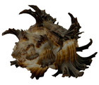 OBO🌊🐚Natural 2.5" MUREX BRUNNEUS (CHICOREUS BRUNNEUS) SEA SPIKY SHELL SEASHELL — photo 7
