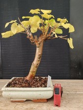bonsai di gelso h 36 cm visita il negozio