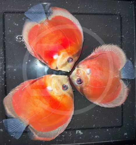 Pack of 2 Live  Discus Fish - Red Rose -  Size 4in - 4.5in