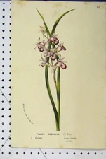 Old Antique Print C1853 Horto Van Houtteano Phajus Rosellus Flower Plant 19th