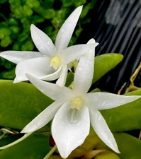 Angraecum leonis - Species Orchid - Raft Mounted