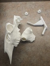 European Mount 3d Printed Skull For Taxidermy Epoxy Mount and bracket  combo